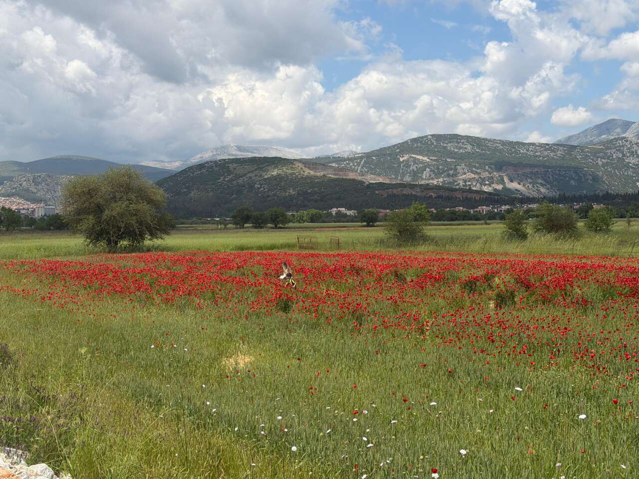 ​Muğla’da Görsel Şölen: Gelincik Tarlası İlgi Odağı Oldu 4